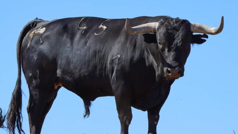 Miura Empieza A Poner Fundas A Algunos De Sus Toros Por Primera Vez En