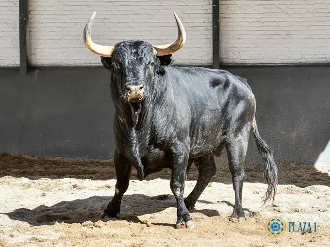 1 Toro De Victoriano Del Rio Madrid
