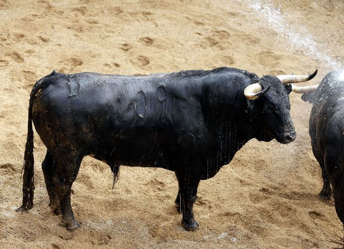 Un Amoroso de Domingo Hernández abre el fuego en La Maestranza