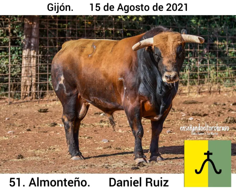 Toro Daniel Ruiz Gijon 1