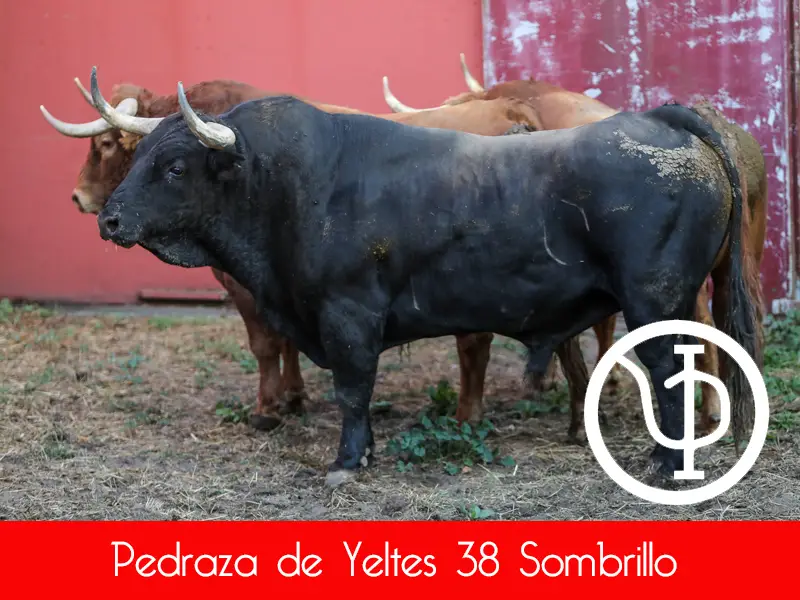Pdy 38 Sombrillo