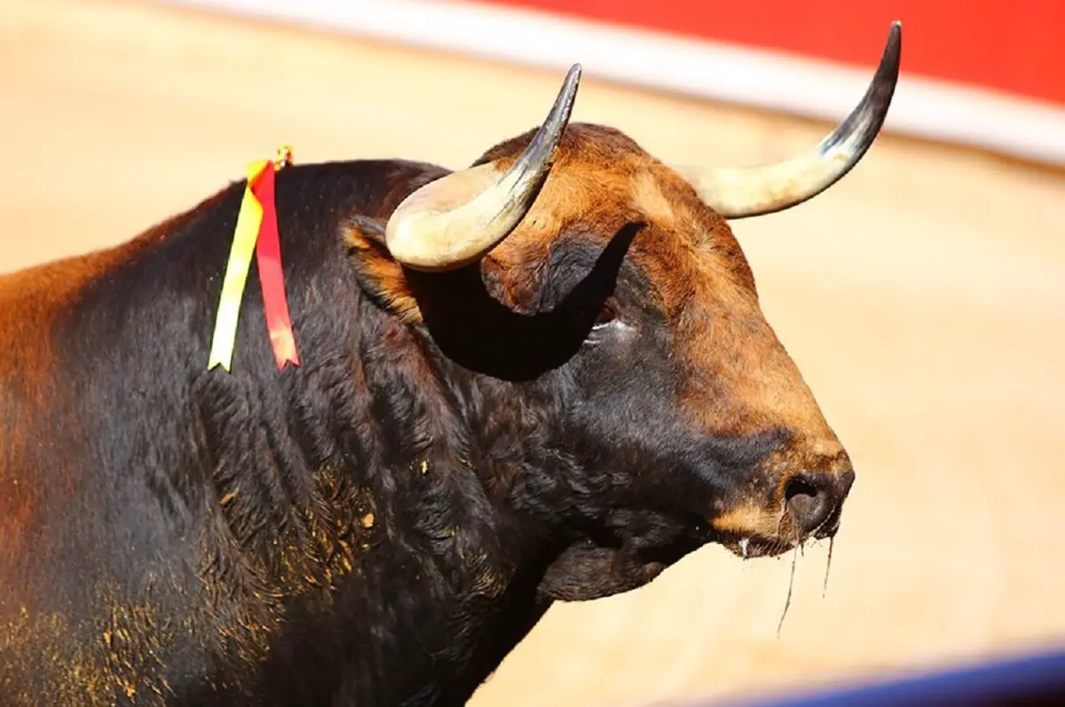 Pamplona Toro