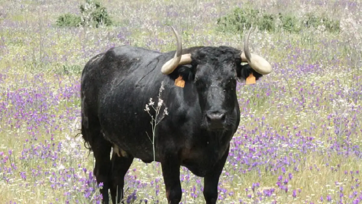 Vaca Añadio