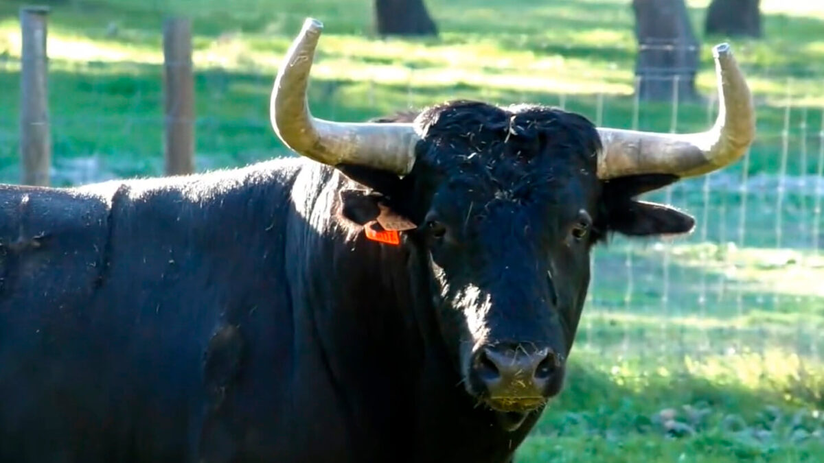 Toro De Palha Para Ceret (1)