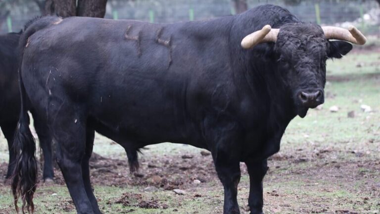 El Retamar: así son los toros de encaste Núñez que pastan en plena Sierra de Madrid