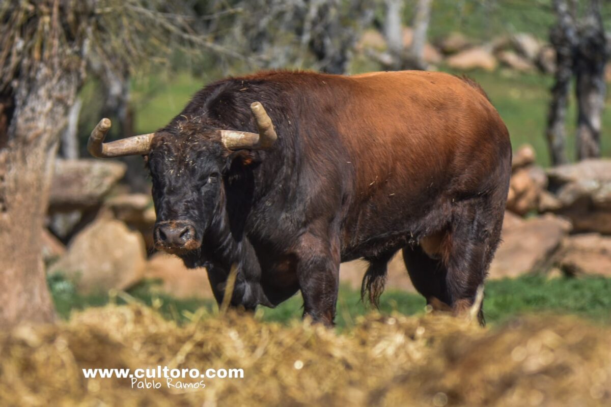 Montealto Toros 39