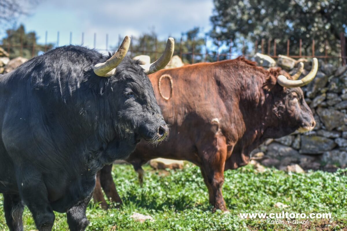 Montealto Toros 6