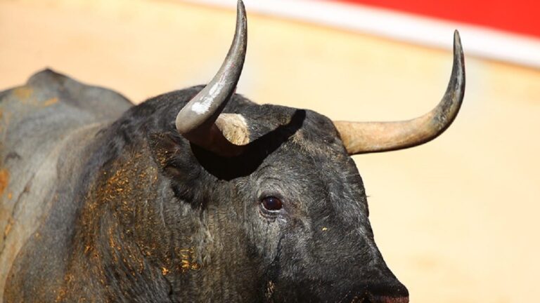 Pamplona oficializa los carteles de la Feria del Toro: así queda el abono de San Fermín 2023
