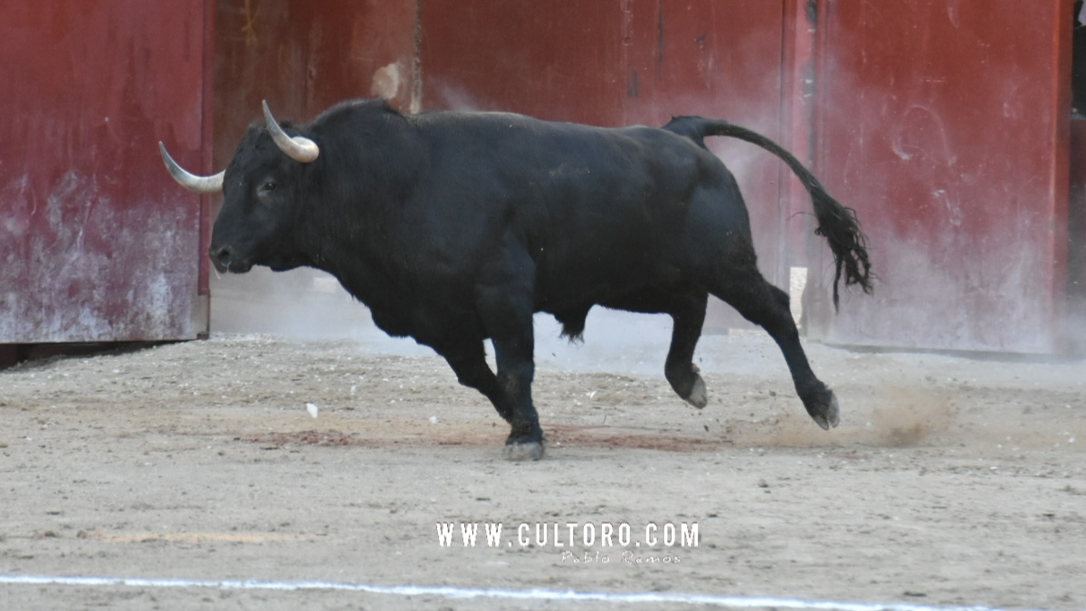 Arganda José Vázquez 4