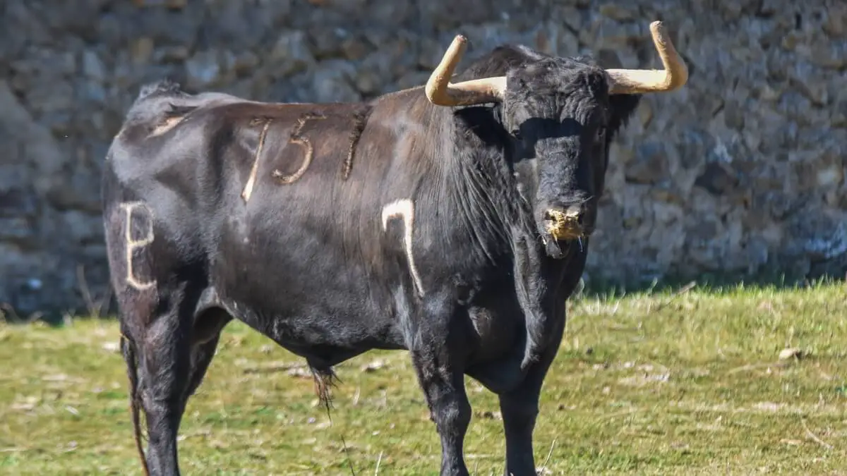 Cuántos miles de euros cuesta criar un toro de lidia y cuánto ha subido hacerlo? Cultoro.es