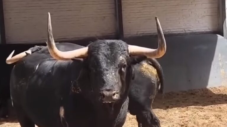 La terrorífica mirada de un toro de Samuel Flores en los corrales de Las Ventas
