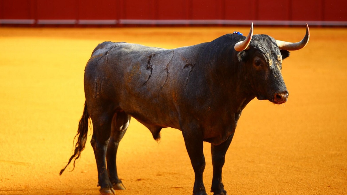 Toro Maestranza