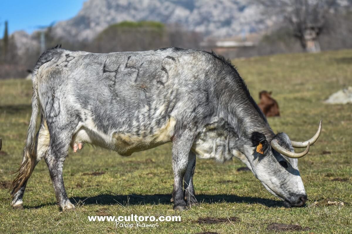 Vaca Guzman