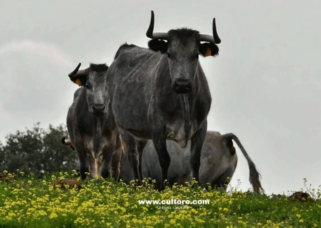 Vacas 1
