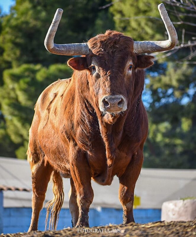 Sobreros Ventas Trapio 10