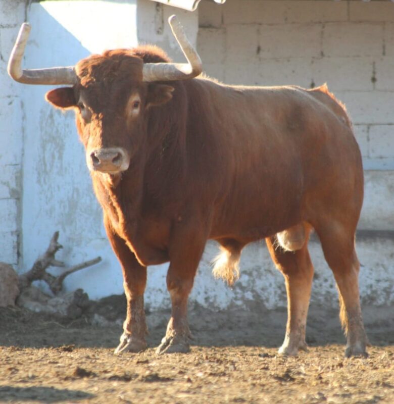 Sobreros Ventas Trapio 11