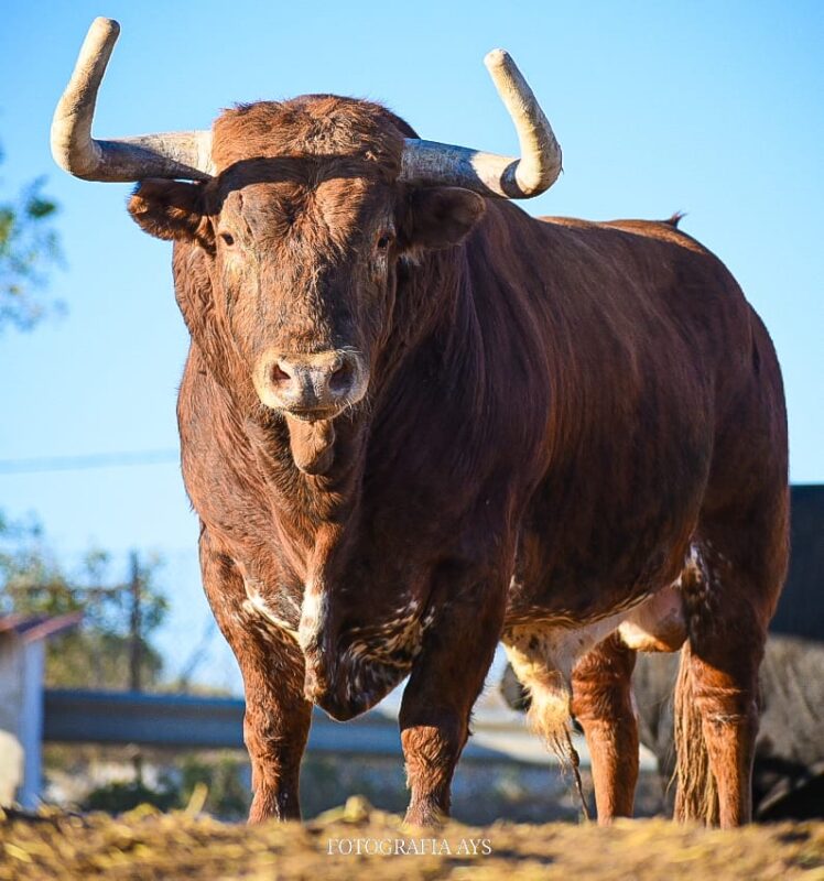 Sobreros Ventas Trapio 9