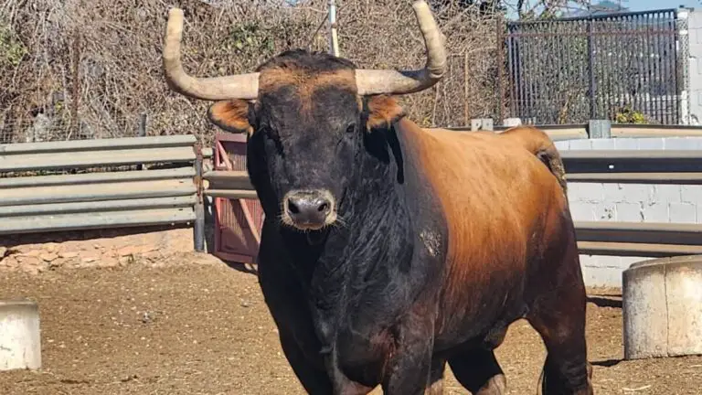 La acuciante falta de toros en el campo: «Un toro bueno para las calles costará más de 10.000 euros este año»