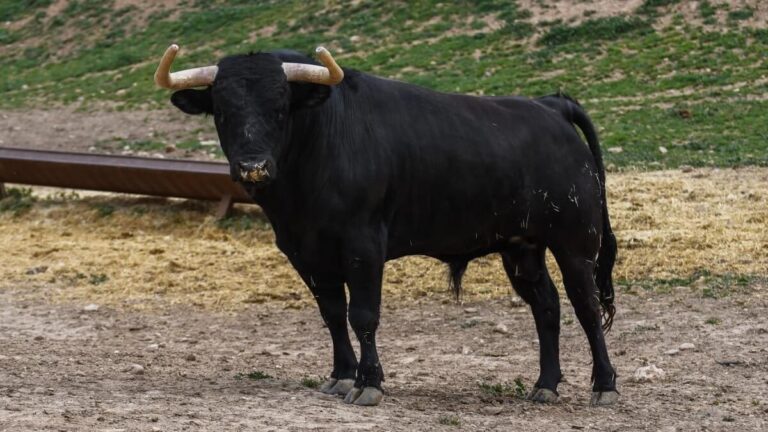El sueño ganadero de Álvaro Polo Sáiz y los toros que lidiará en 2023: esta es la importante procedencia de su hierro