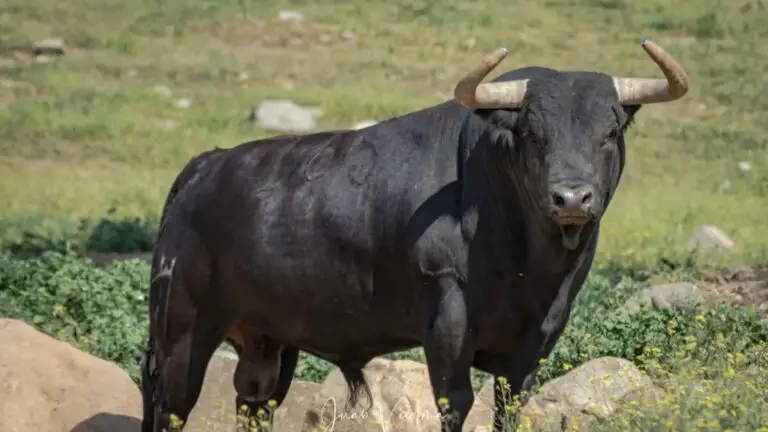 Juan Pedro Domecq reduce su ganadería: baja a 420 vacas y este año lidiará 73 toros menos