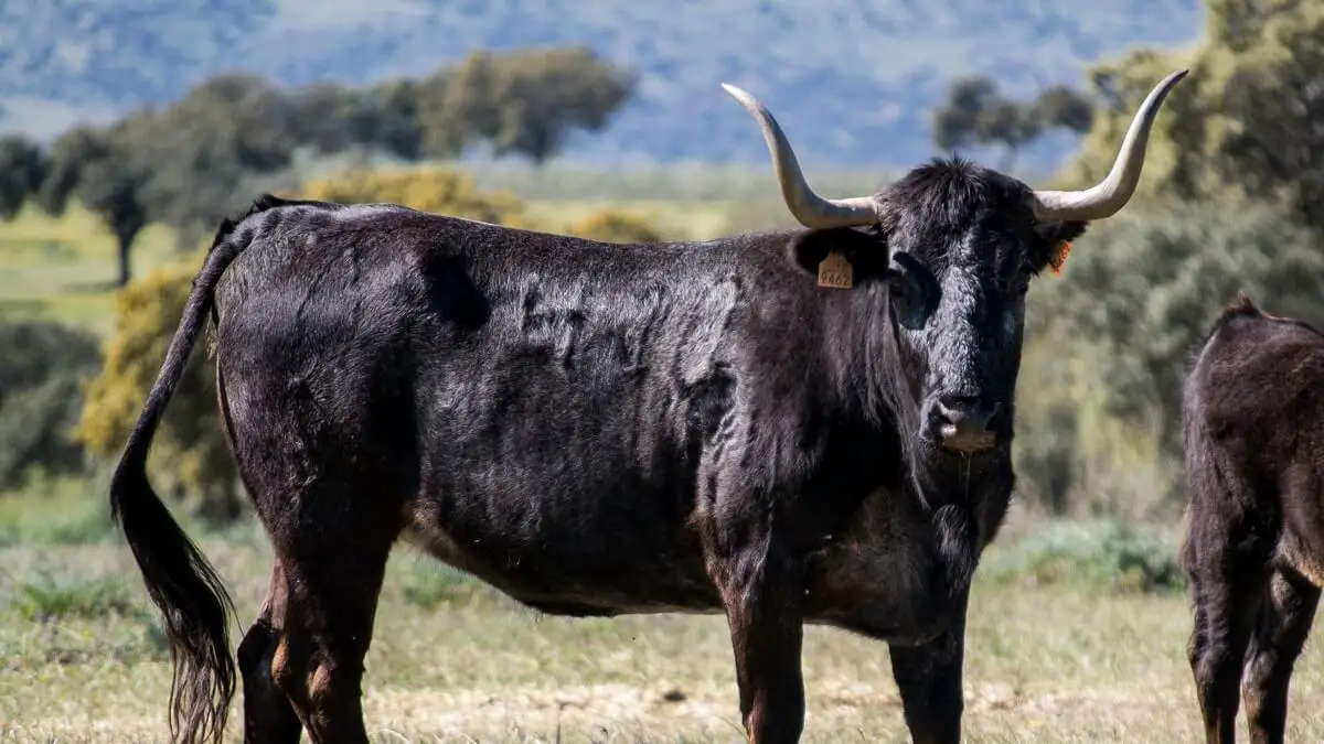 Vaca Victorino