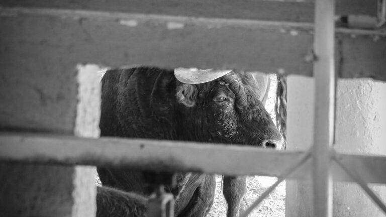 Nimes: los toros de la Feria ya descansan cerca del Coliseo para la Feria de Pentecostés (y se pueden visitar hasta el jueves)