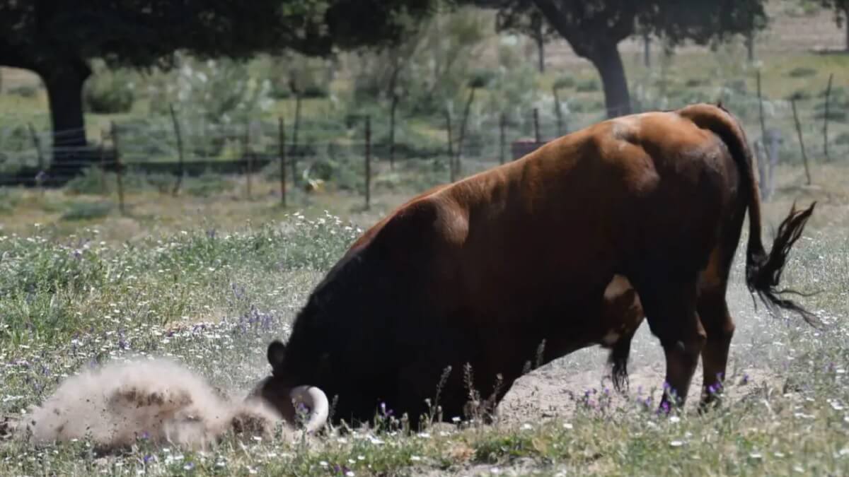 Toro Torrehandilla