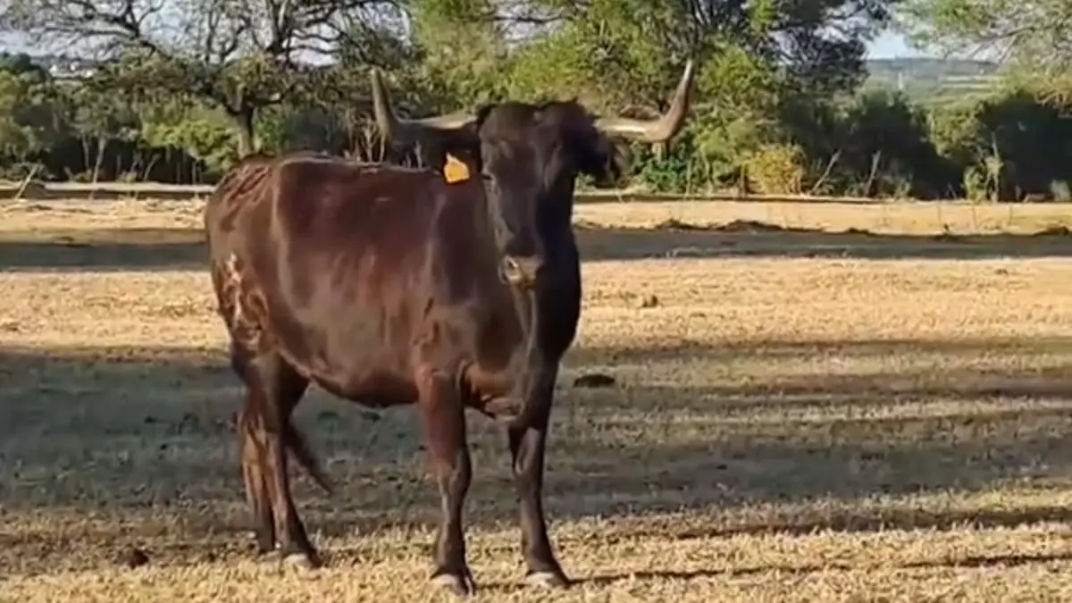Vaca Brava