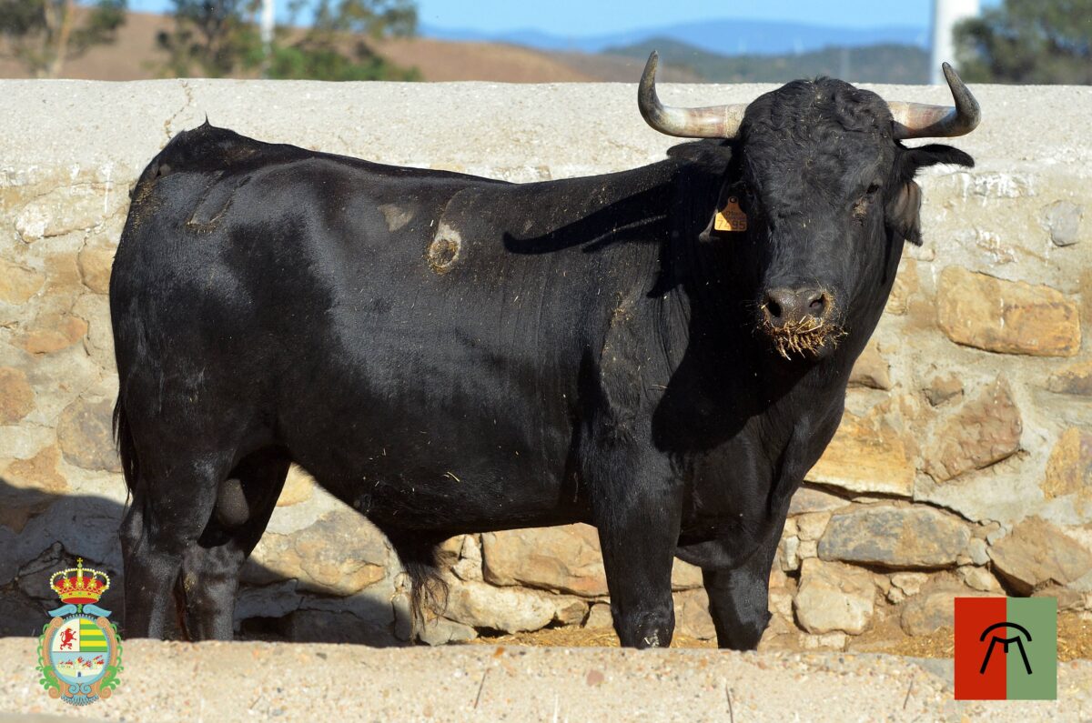 Novillos De Cebada Gago 5