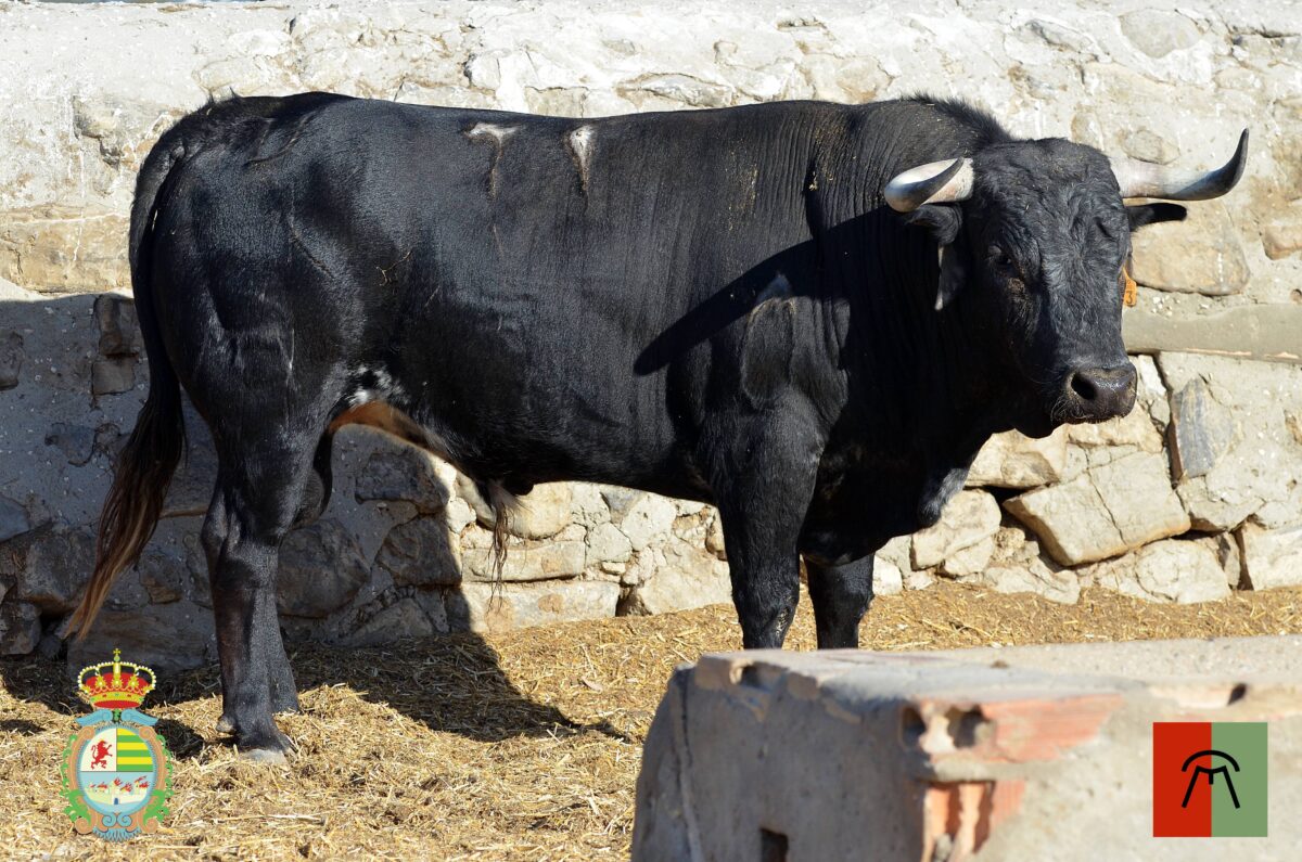 Novillos De Cebada Gago 6