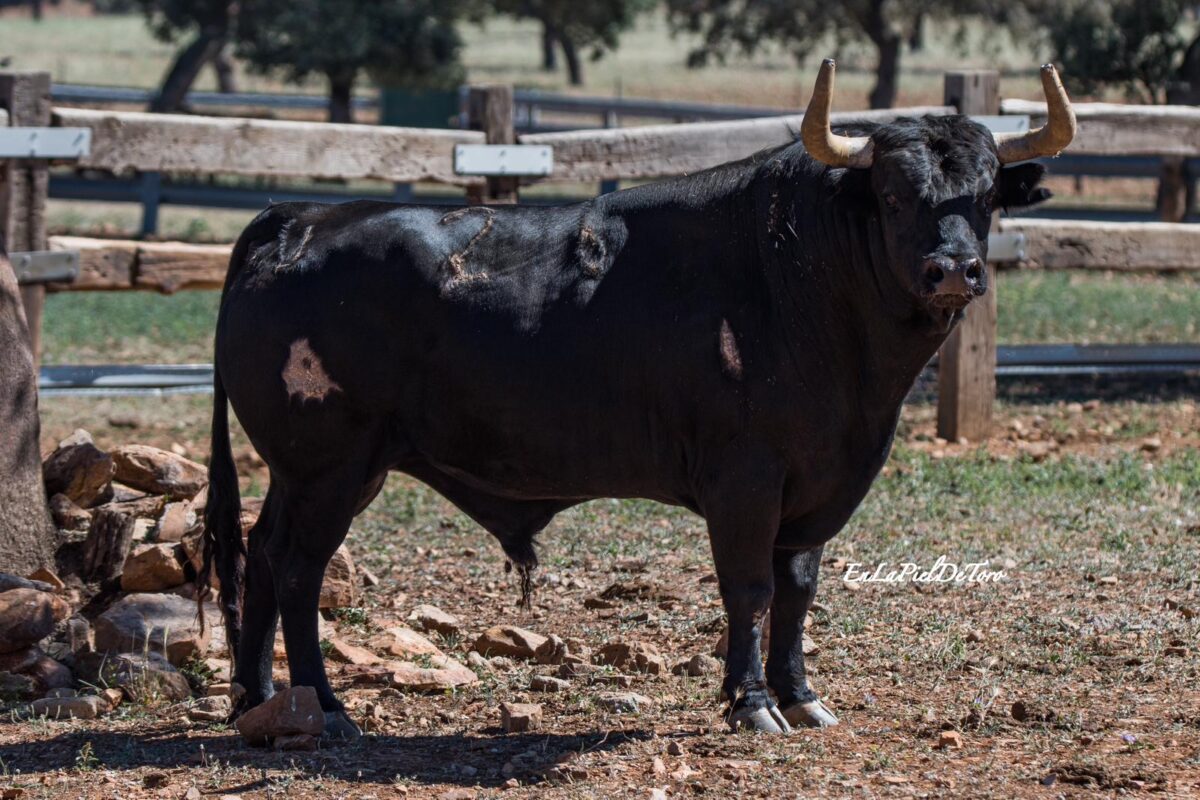 Montecillo Recortes Albacete 2