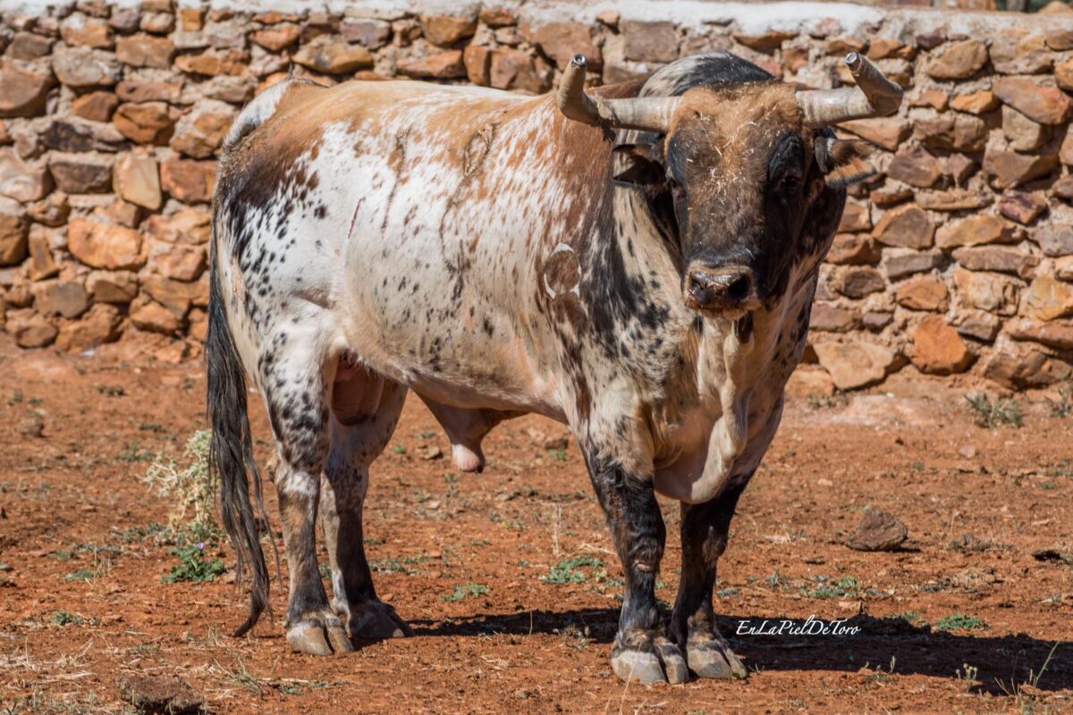 Montecillo Recortes Albacete 4