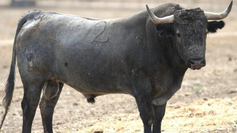 Aguascalientes acoge este fin de semana el XI Congreso Mundial de Ganaderos de Toros de Lidia