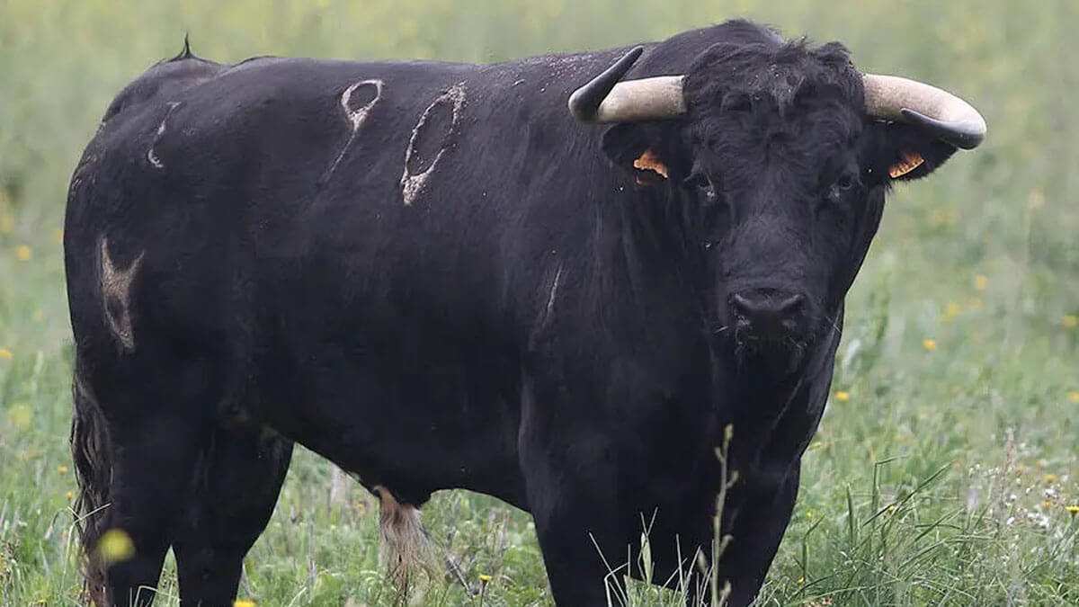 Toro De Cuvillo