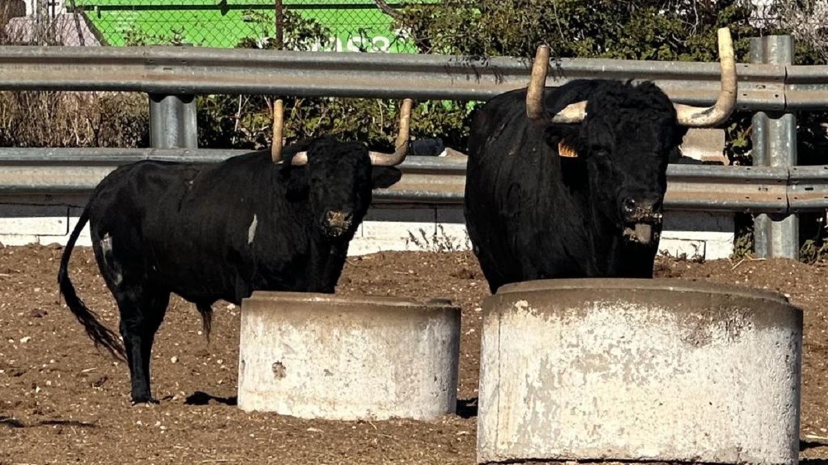 Toros Trapío