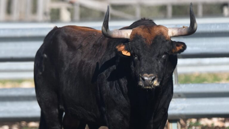 Concha y Sierra quiere volver a Madrid: estos son todos los toros que se ‘guarda’ para 2024