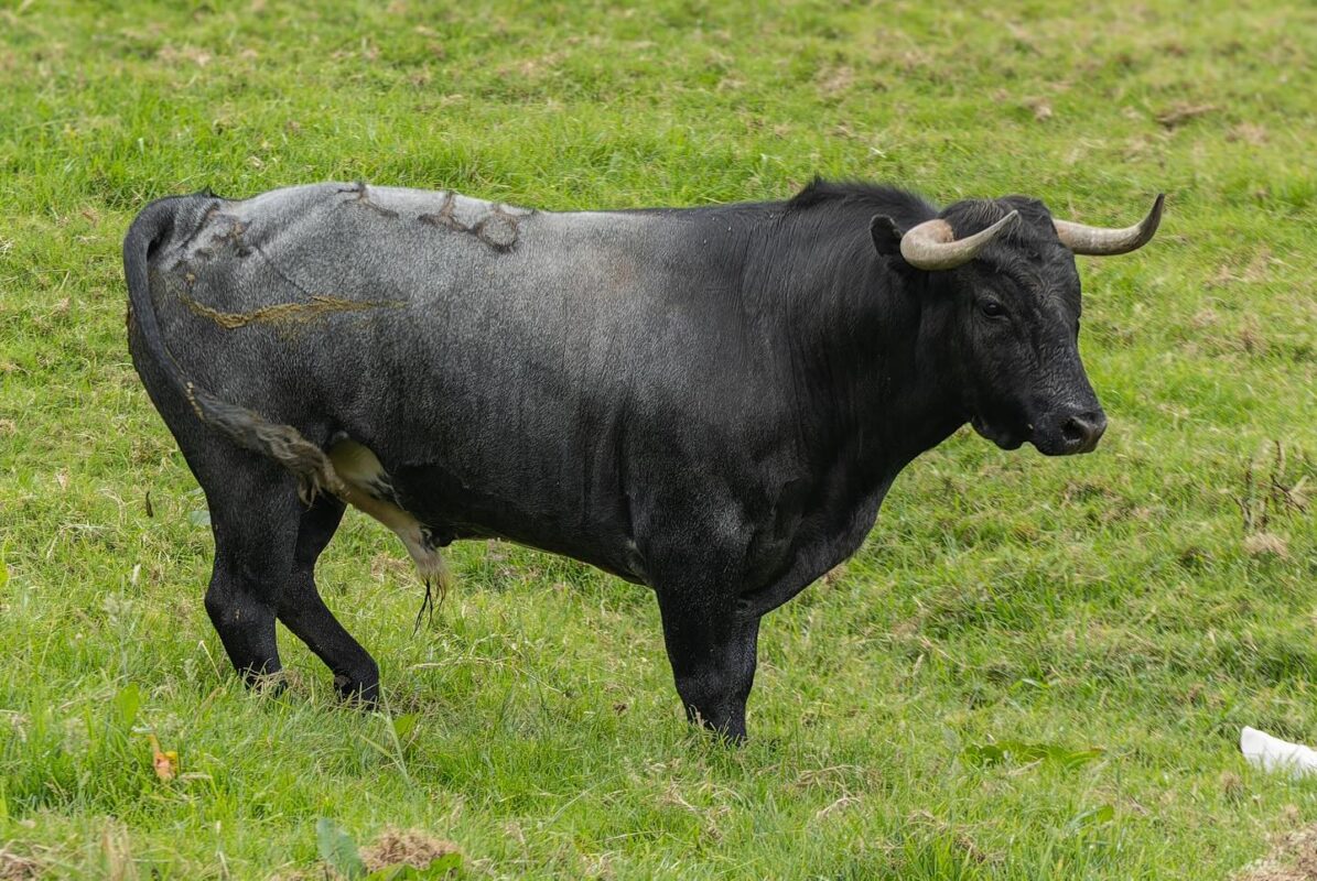 Toros Vistahermosa 2