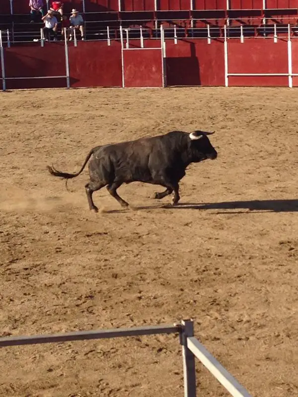 Plaza de toros de 
