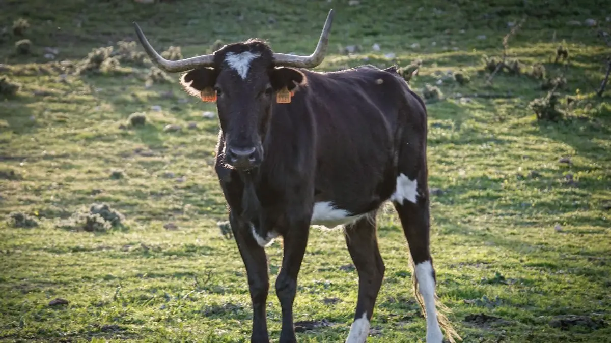 Vaca Urcola