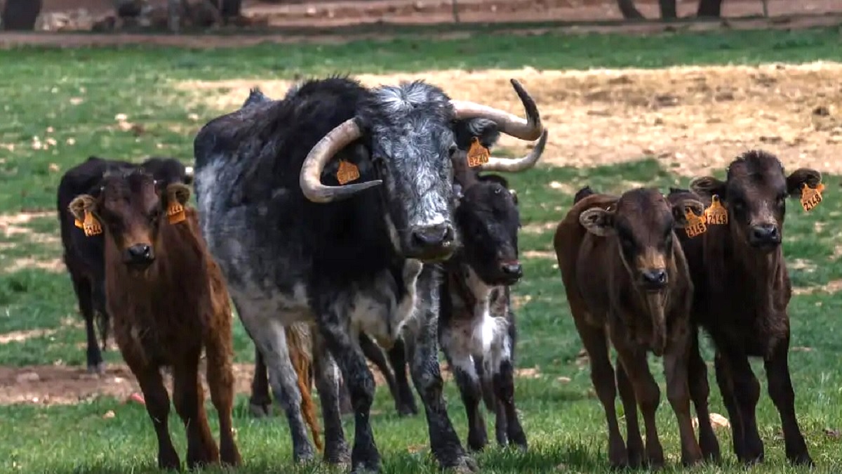 Vacas Becerro