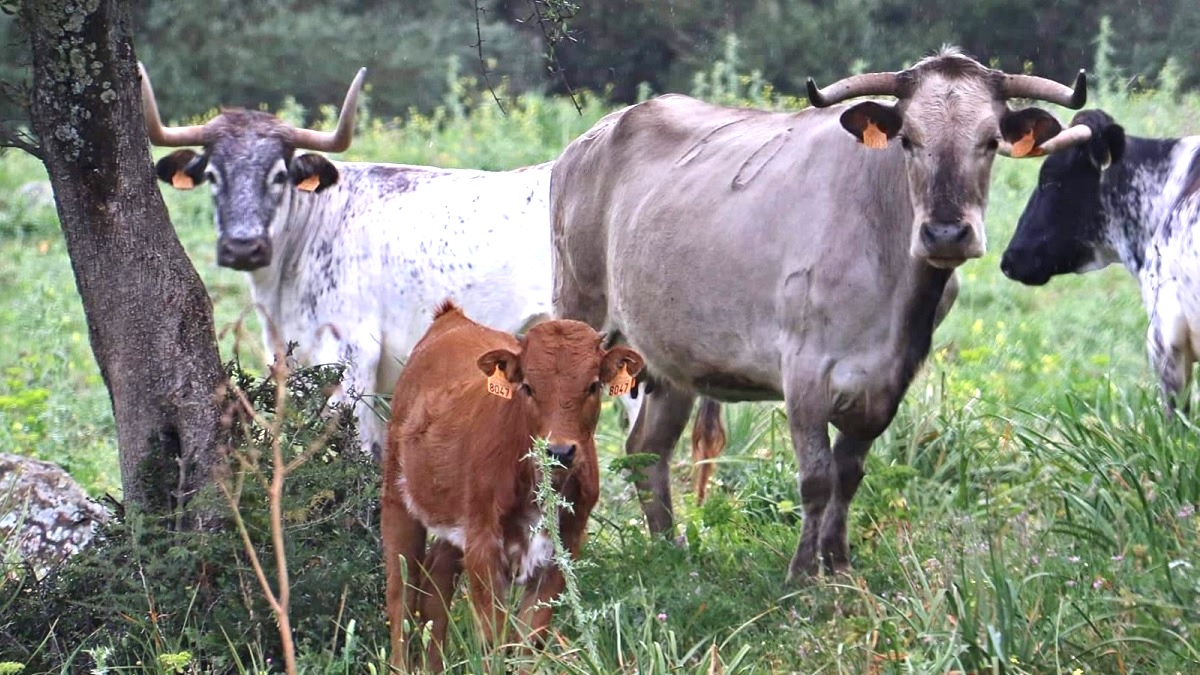Vacas Becerro