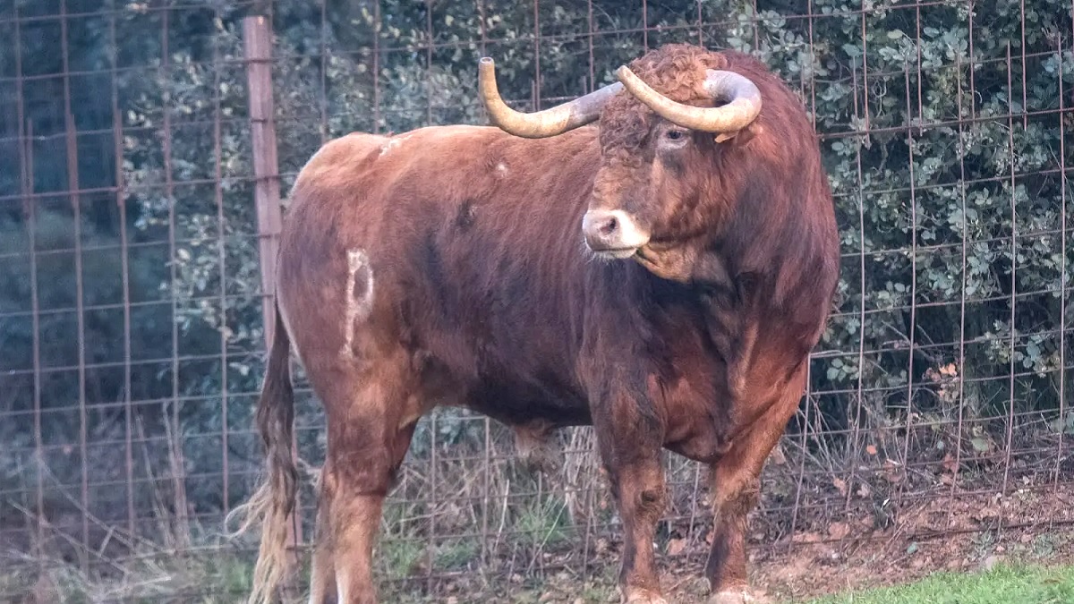 Toro De Alcurrucén