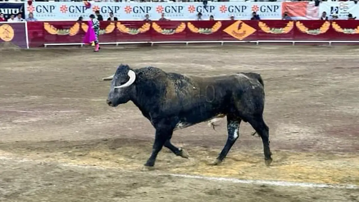 Toro En León Gto.