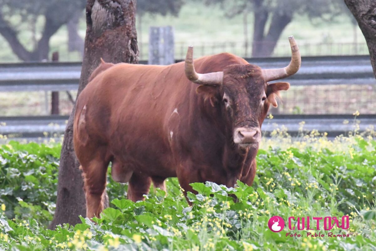 Juan Manuel Criado 33