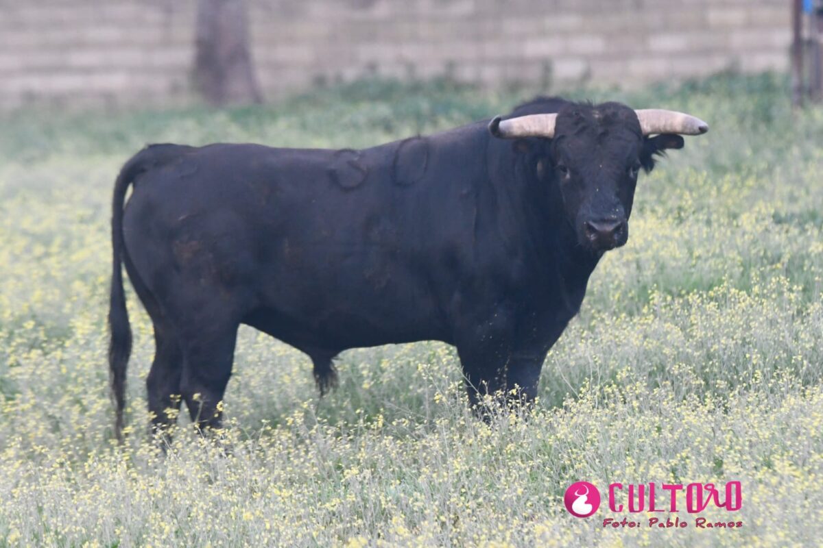 Juan Manuel Criado 40