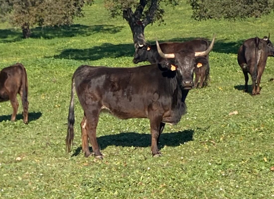 Vaca