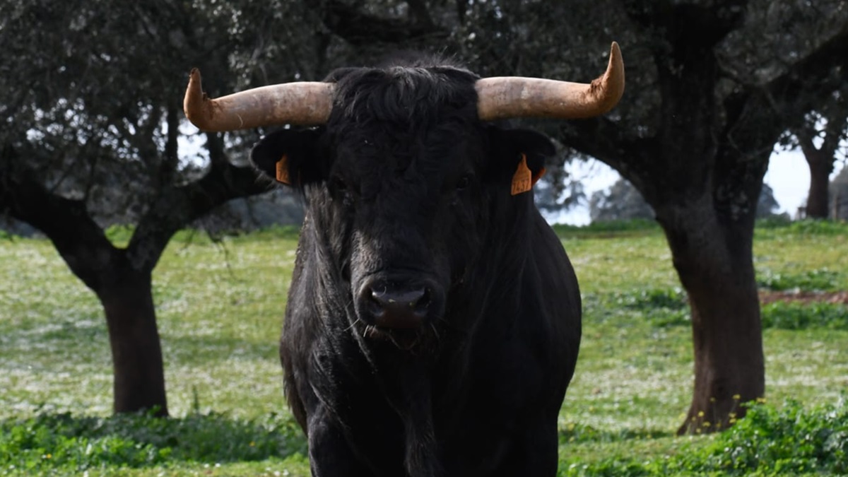 Un ganadero compra los últimos toros y vacas vivos de Sayalero y Bandrés, el hierro fatídico de Pozoblanco