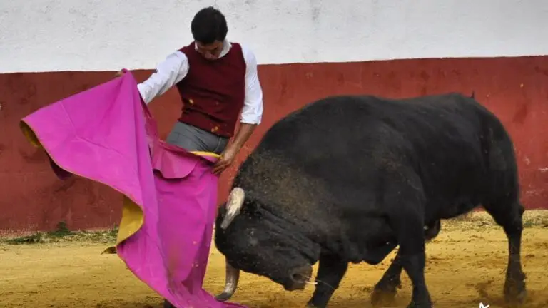 La impactante historia del joven jerezano que ‘retienta’ tras las corridas todos los toros toreados en Portugal: «Es eso, o quitarme»