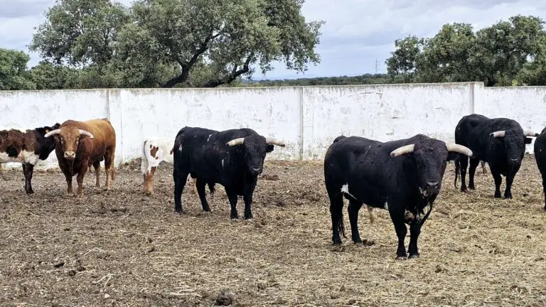 Rafael Calero: «Que sean figuras del toreo quienes lidien nuestros toros es un orgullo»