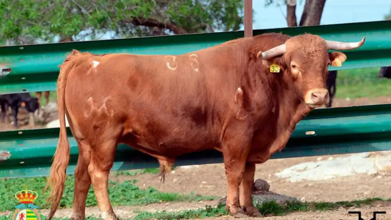 La apuesta de Villaseca por La Olivilla: una joven ganadería toledana con sello Osborne
